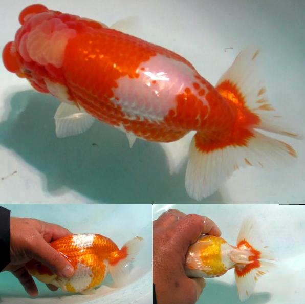 ジャンボ・２歳魚・中部西大関系統・雌・１８ｃｍ・２０８・まーくん ジャンボ・２歳魚・中部西大関系統・雌・１８ｃｍ・２０８・まーくん