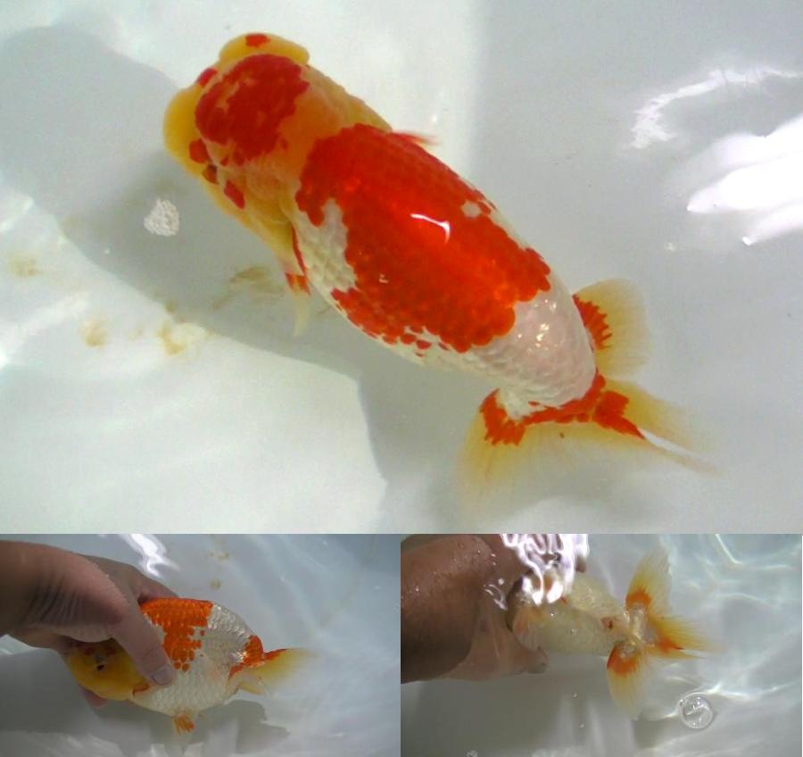 お買い得 らんちゅう 種 鑑賞用タイプ 素赤 優良系統 品評会タイプ らんちゅう 優良系統 赤勝ち更紗