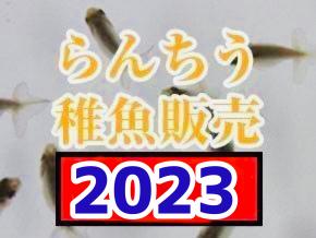 らんちゅう稚魚販売2023年