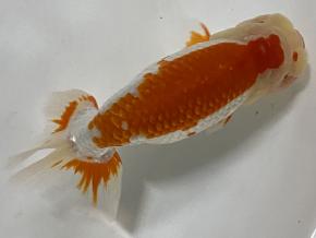 ■超人気 杉浦邦彦ニ歳16ｃｍ前後メス【会用】¥29800-