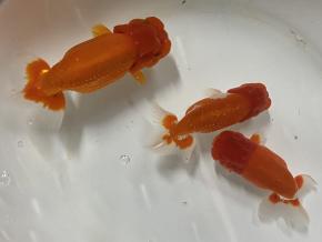 ■超人気 杉浦邦彦ニ歳13ｃｍ前後3尾【会用混】¥19800-