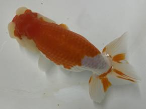 ■磐田/高橋明麿当歳13ｃｍ前後【会用】メス¥15800-