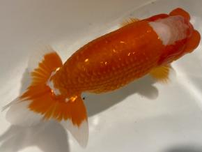 ■将軍らんちゅう当歳13cm前後メス【会用】