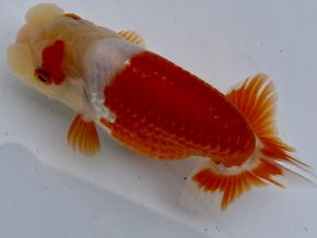 小澤らんちう当歳14cm前後メス【特選魚】