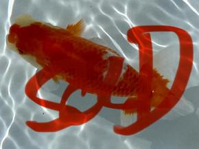 ■将軍らんちゅう当歳1３cm前後メス【会用】