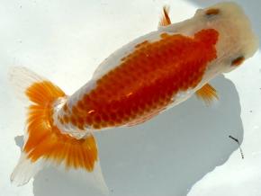 ■将軍らんちゅう当歳13cm前後メス【会用】