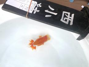 東海らんちう会 本大会入賞当歳13cm前後メス【西小結】山ノ内勝己