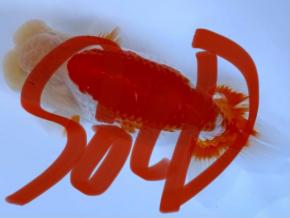 ■将軍らんちゅう当歳14cm前後オス【会用】