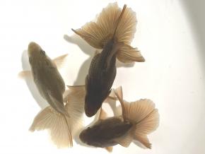 ■東京土佐錦 当歳8.0㎝前後極上3尾【ALL会用】優良魚 品川忠洋