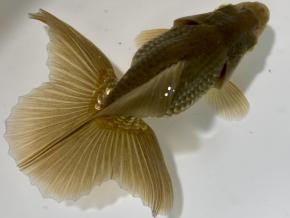 ■東京土佐錦 当歳10㎝前後極上メス【別格】優秀魚 品川忠洋