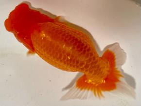 ■将軍らんちゅう当歳14cm前後メス【会用】