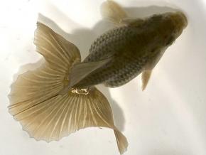 ■東京土佐錦 当歳10㎝前後極上メス【別格】優秀魚 品川忠洋