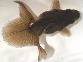 ■東京土佐錦 当歳9.0㎝前後極上メス【会用】優秀魚 品川忠洋