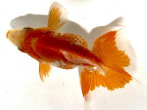 ■東京土佐錦 当歳8.0㎝前後極上メス【別格】優秀魚 品川忠洋