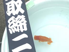 東京らんちゅう会/会長魚 当歳10cm前後【取締ニ入賞】