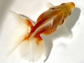 ■東京土佐錦 当歳8.0㎝前後極上オス【会用】鹿の子柄 品川忠洋