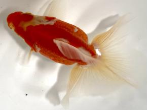 ■東京土佐錦 当歳8.0㎝前後極上メス【会用】超紅濃厚 品川忠洋