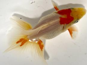 ■東京土佐錦 当歳9.0㎝前後極上オス【会用】丹頂柄 品川忠洋