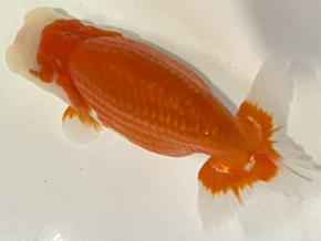 豊橋/米澤二郎2歳15ｃｍ前後メス