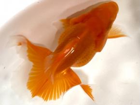 ■東京土佐錦 当歳10㎝前後極上メス【別格】品川忠洋