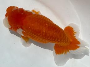 豊橋/米澤二郎2歳17ｃｍ前後メス