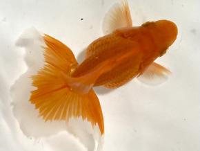 ■東京土佐錦 当歳9.0㎝前後極上メス【別格】品川忠洋