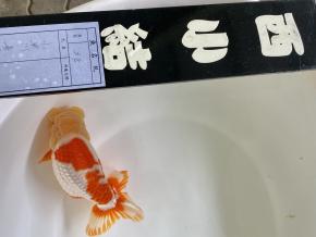 ■小早川善保／浜松錦友会 親18cmメス 西小結入賞