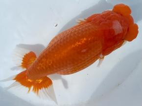 豊橋/米澤二郎2歳18ｃｍ前後メス