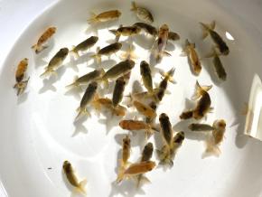 掛川/佐藤隆三氏色変黒仔5.0ｃｍ前後35尾 【上種】