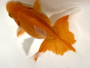 ■東京土佐錦 当歳8.0㎝前後極上オス【会用】 品川忠洋