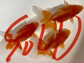 ■東京土佐錦 当歳8.0㎝前後極上ペア【会用】優秀魚 品川忠洋