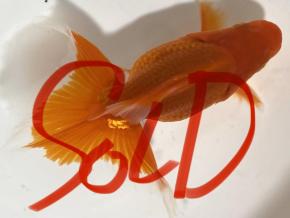 ■東京土佐錦 当歳9.0㎝前後極上オス【別格】最高峰 品川忠洋