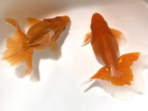 ■東京土佐錦 当歳8.0㎝前後極上ペア【会用】優秀魚 品川忠洋