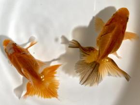 ■東京土佐錦 当歳8.0㎝前後極上ペア【会用】優秀魚 品川忠洋