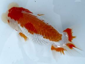 豊橋/米澤二郎2歳15ｃｍ前後メス