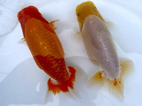 広島産当歳14ｃｍ前後ペア【会用】