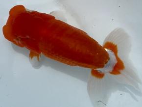 浜松同好会:会長/杉浦邦彦2歳14ｃｍ前後オス