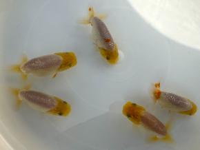 ■小早川善保／当歳7.0cm前後厳選魚5尾：【上種】白系