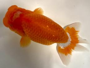 ■岡山らんちゅう当歳14cm前後メス【会用】