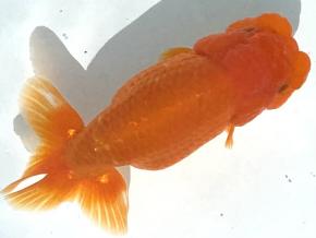 浜松同好会:会長/杉浦邦彦2歳14ｃｍ前後メス