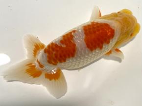 ■岡山らんちゅう当歳13.5cm前後メス【会用】