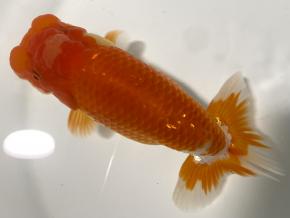 ■将軍らんちゅう当歳14cm前後メス【会用】