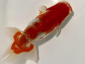 ■らんちゅう当歳12.5cm前後オス【会用】三年連続日本一