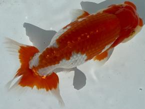 浜松同好会:会長/杉浦邦彦2歳14ｃｍ前後オス