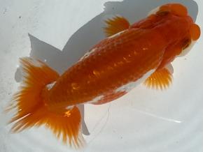 浜松同好会:会長/杉浦邦彦2歳14ｃｍ前後オス