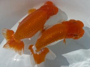 浜松同好会:会長/杉浦邦彦2歳14ｃｍ前後ペア