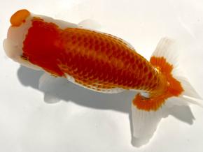 ■将軍らんちゅう当歳14cm前後メス【会用】品がある色艶