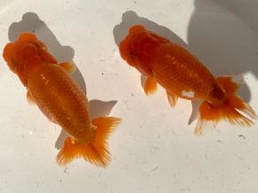 浜松同好会:会長/杉浦邦彦2歳14ｃｍ前後オス2尾