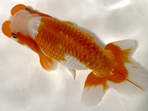 埼玉/森相優 当歳14cm前後オス【会用】