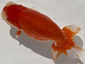 磐田/高橋明麿2歳16ｃｍ前後オス